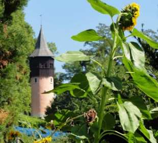 Insel Mainau 08/2017