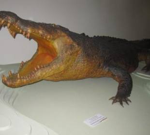 Salzwasserkrokodil (Sweatheart)