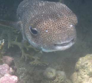 "Gefährliches Kofferfischlein" Coraya-Bucht