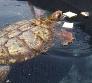 Seeschildkrötenstation Morro Hafen