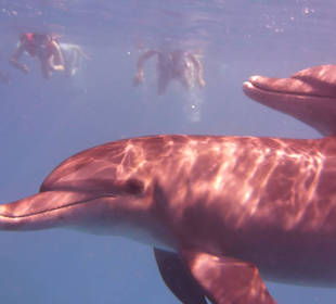 Delfinausflug mit MO