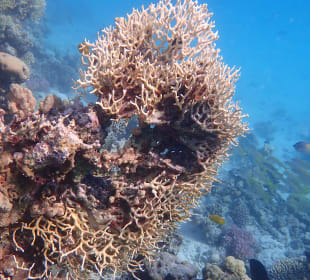 Schnorcheln Soma Bay