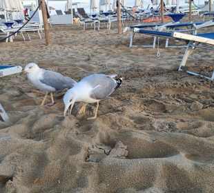 Haben auch ihre Semmel bekommen