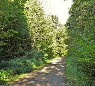 Impressionen aus dem Neuenburger Urwald