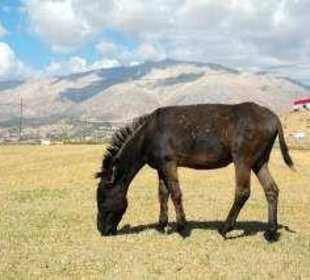 Blick auf die Elmali-Hochebene