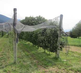 Uferpromenade Gravedona