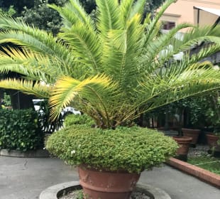 Gartenanlage Villa Delle Rose
