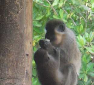 Affen in Lamin Lodge