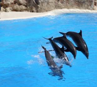 Delfin-Show im Loro Parque