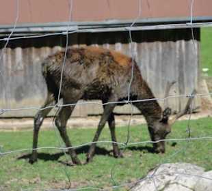 Alpenwildpark 