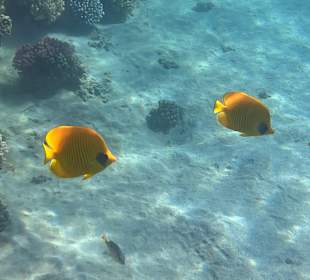 Schnorcheln Abu Dabbab