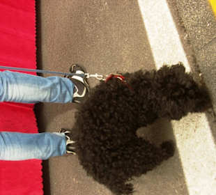 Ohne Hund besser, eine Qual für die...