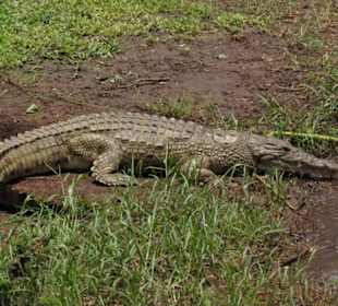 Ziwani Camp Krokokile ganz nah