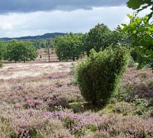 Park Lüneburger Heide