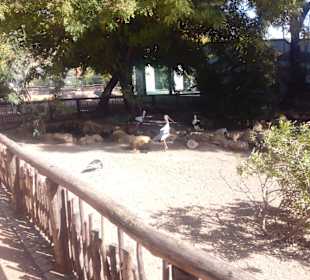 ZOO José Cruz Conde