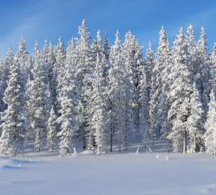 Hundeschlittentour Äkäslompolo