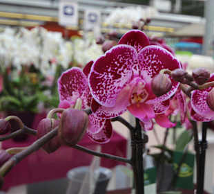 Chrysanthemen