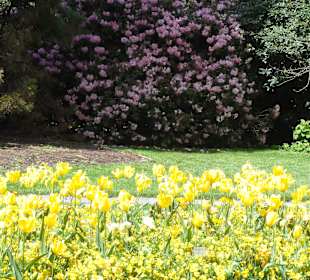 Die letzten blühenden Tulpen