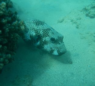 Riesenkugelfisch in der Marina