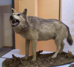 Zoologisches Forschungsmuseum Alexander Koenig