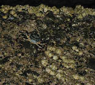 Unterwasserwelt am Hotel-Riff