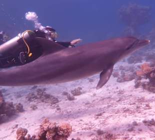 Wonderful Diving Expierence with Dophines !