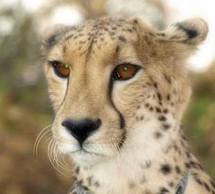 Gepard im Moholoholo