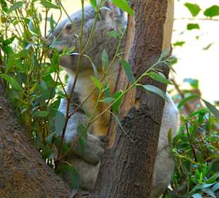 Tierpark Schönbrunn