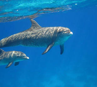 Ganz nah bei den Delfinen
