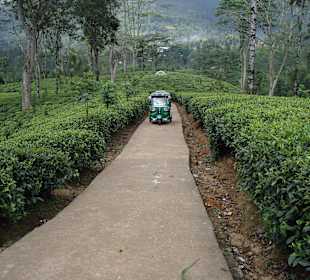 Tuc Tuc auch in der Teeplantage