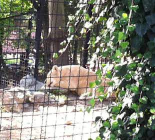 La leonessa sonnecchiante