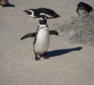 Pinguin
