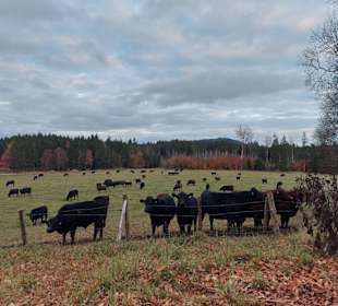 Angusherde Herzogsägmühle