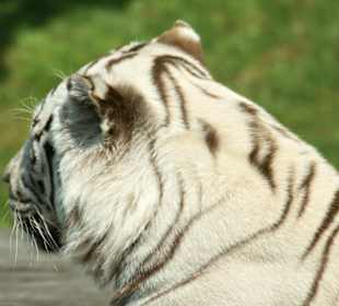 Kameltheater & Weißer Hof