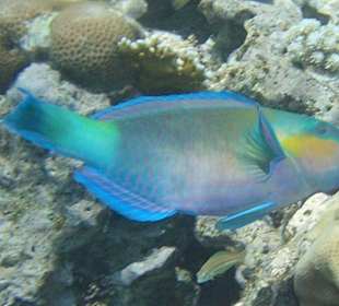 Papageienfisch
