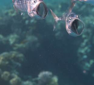 Schnorcheln Marsa Alam