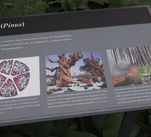 Alter botanischer Garten