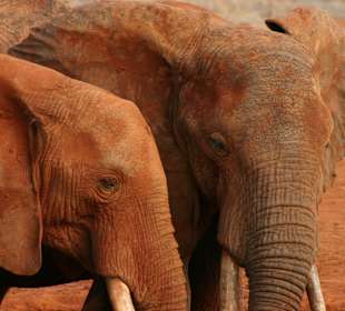 Beautiful Tsavo East