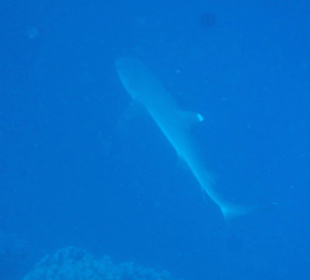 Weißspitzen - Riffhai am Nordriff