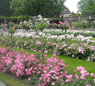Scorcio del giardino delle rose
