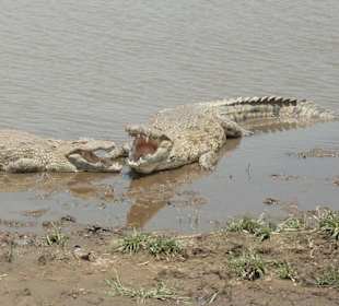 Krokodile im Mara River