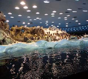 Pinguine im Aquarium