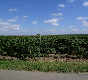Weinreben so weit das Auge reicht