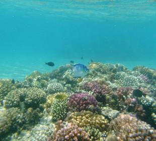 Schnorcheln ein paar Strände weiter