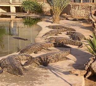 Aligatorzoo auf Djerba