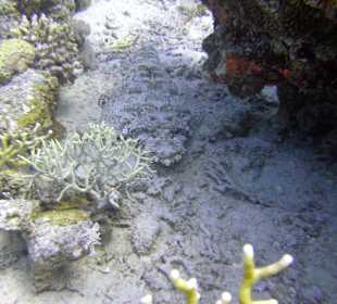 Großer Krodilsfisch