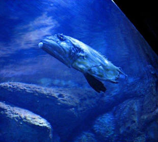 Aquarium mit einem dicken Fisch