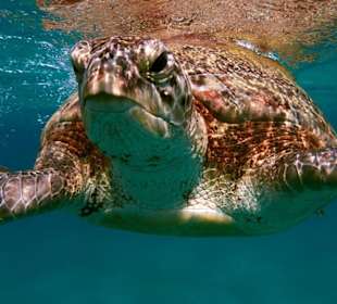 Unter Wasser kurz vor Marsa Mubarak