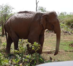 Asiatischer Elefant