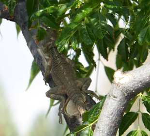 Arapis Coral Bay Restaurant und strand 